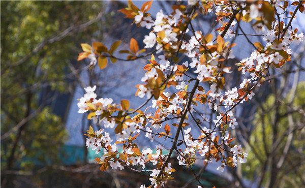 春暖花開，等你歸來——邀你云賞南新春景，以慰思念