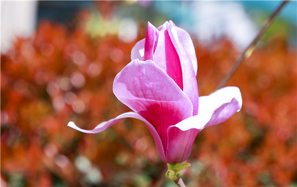 春暖花開，等你歸來——邀你云賞南新春景，以慰思念