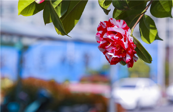 春暖花開，等你歸來——邀你云賞南新春景，以慰思念