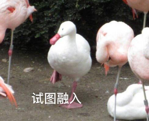 新華互聯(lián)網(wǎng)科技正式入駐Bilibili！會(huì)摩擦出什么樣火花呢？